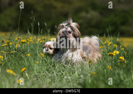 Shih Tzu Hund / jung und Welpen stehen auf einer Wiese Stockfoto