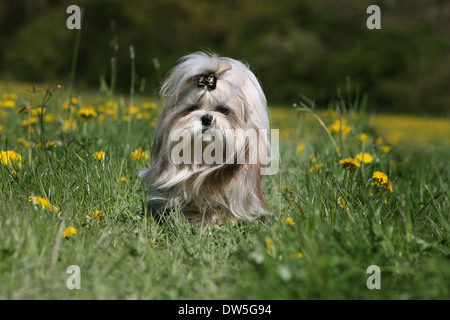 Shih Tzu Hund / Erwachsene laufen auf einer Wiese Stockfoto