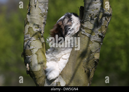 Shih Tzu Hund / Welpe liegend in einem Baum Stockfoto