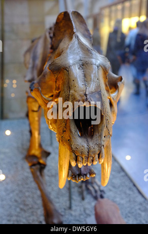 Säbelzahn Tiger Fossil an das Natural History Museum, London Stockfoto