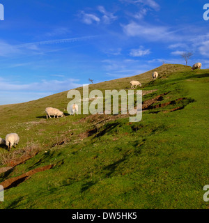 Schafbeweidung auf einem steilen Hügel in Bedfordshire Stockfoto