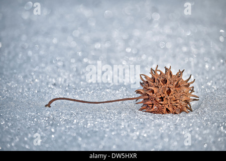 Amberbaum Samenkapsel auf Schnee Stockfoto