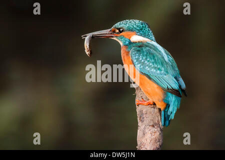 Eisvogel (Alcedo Atthis) männlich thront auf einem Ast mit ein Winzling im Schnabel. Gefangenen Fisch Stockfoto