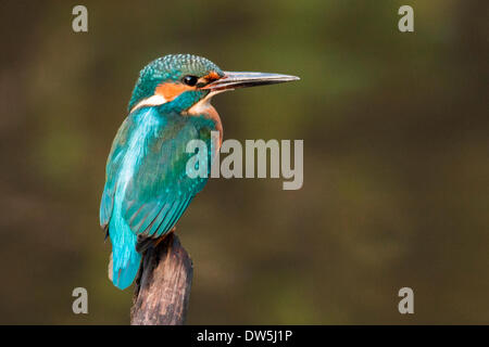 Eisvogel (Alcedo Atthis) männlich thront auf einem Ast auf der Suche nach Fisch. Sonnenlicht Aufleuchten seiner schönen Gefieder Stockfoto
