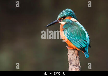 Eisvogel (Alcedo Atthis) männlich thront auf einem Ast auf der Suche nach Fisch. Sonnenlicht Aufleuchten seiner schönen Gefieder Stockfoto