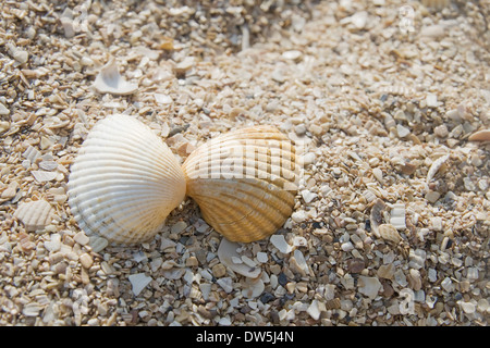 Zwei Muscheln auf einem Sandstrand, romantische Konzept Stockfoto