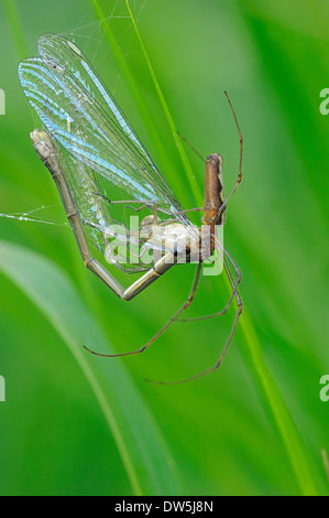 Lange-jawed Orb Weaver oder Long-jawed Spider (Tetragnatha Extensa) mit beschlagnahmten Damselfly, North Rhine-Westphalia, Deutschland Stockfoto