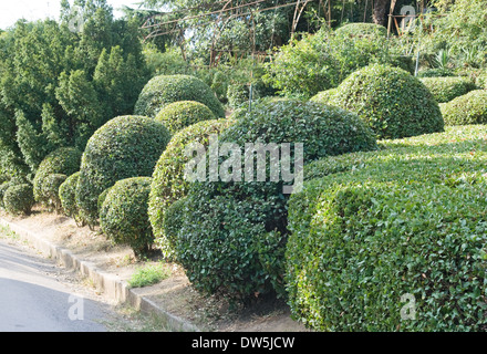 Grünen Büschen in einem Park in verschiedene Formen geschnitten Stockfoto