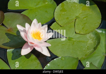 Weiße Seerose und grünen Blättern auf einem See Stockfoto