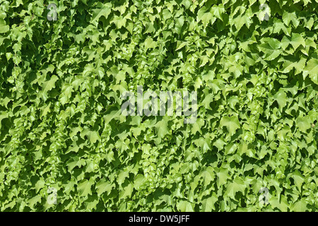 Nahaufnahme des Efeus über eine Wand, Hintergrund Stockfoto