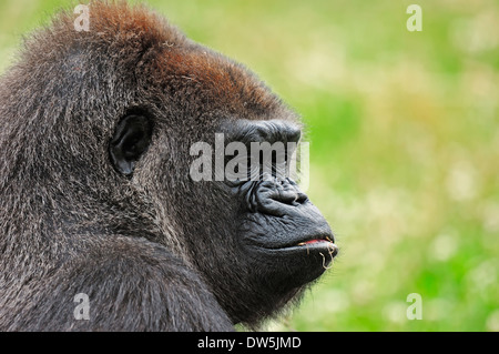 Flachlandgorilla (Gorilla Gorilla Gorilla), Weiblich Stockfoto