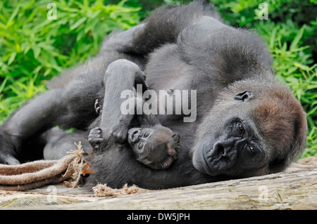 Flachlandgorilla (Gorilla Gorilla Gorilla), Weibchen mit jungen Stockfoto