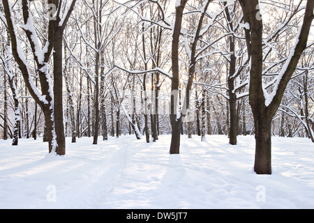 Bäume an einem sonnigen Tag mit Schnee bedeckt. Stockfoto