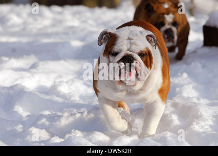 Hund im Schnee - zwei Englisch Bulldogs laufen laufen Stockfoto