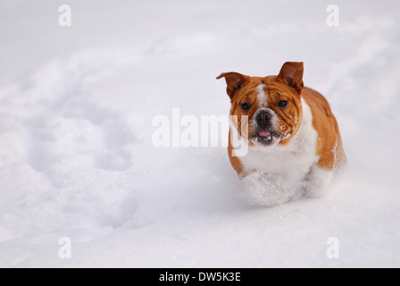 Hund läuft im Schnee - englische Bulldogge - sechs Monate alt Stockfoto