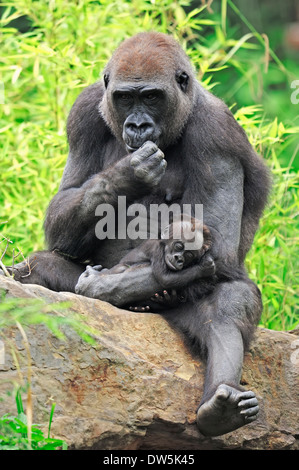 Flachlandgorilla (Gorilla Gorilla Gorilla), Weibchen mit jungen Stockfoto