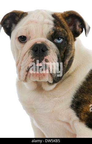 niedlichen Welpen - englische Bulldogge Welpen mit einem braunen Auge und ein blaues Auge - 4 Monate alt Stockfoto