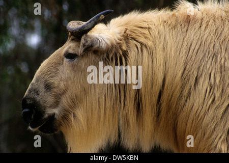 Sichuan-takin, San Diego Zoo, Balboa Park, Kalifornien Stockfoto