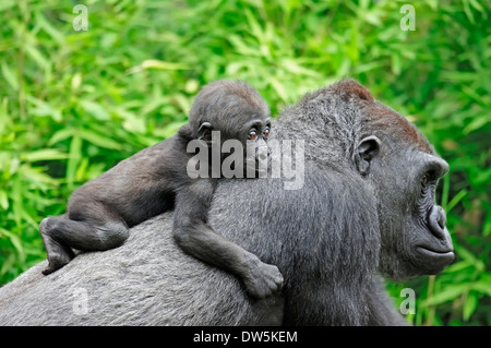 Flachlandgorilla (Gorilla Gorilla Gorilla), Weibchen mit jungen Stockfoto