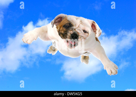 Hund fliegen - englische Bulldogge in den bewölkten blauen Himmel fliegen Stockfoto