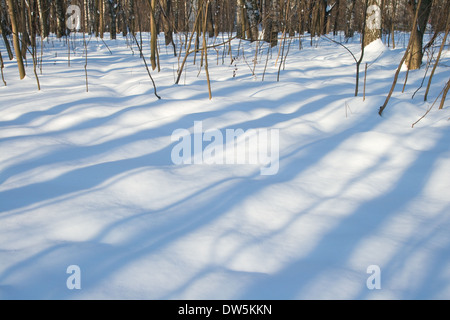 Schatten Sie-Streifen auf Schnee im Winterwald Stockfoto