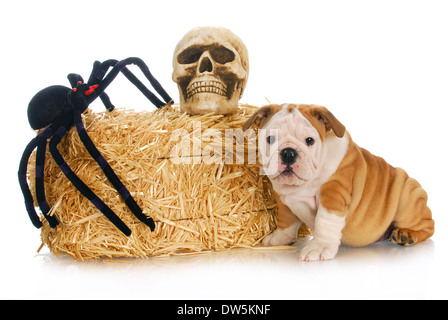 Halloween-Welpen - englische Bulldogge Welpen sitzen neben Strohballen mit Schädel und Spinne Stockfoto