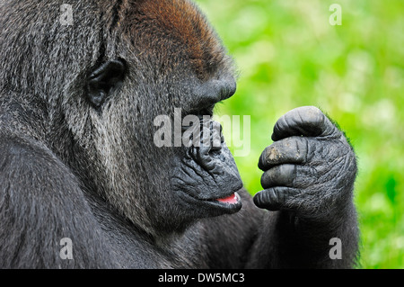 Flachlandgorilla (Gorilla Gorilla Gorilla), Weiblich Stockfoto