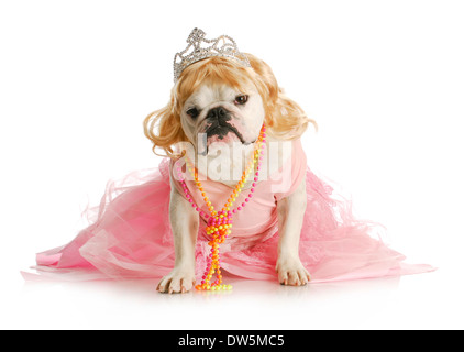 verwöhnte Hündin - englische Bulldogge kleidete sich wie eine Prinzessin auf weißem Hintergrund Stockfoto