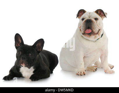zwei Hunde - englische Bulldogge und französische Bulldogge mit Reflektion auf weißem Hintergrund Stockfoto