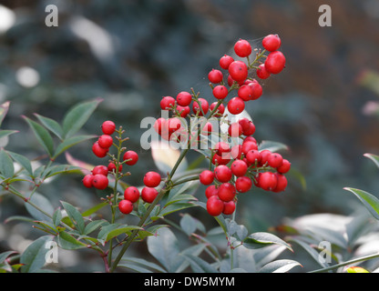 Strauch mit roten Beeren closeup Stockfoto