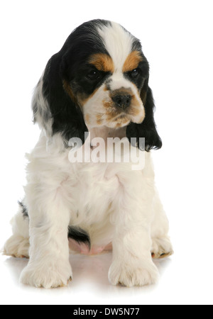 niedlichen Welpen - american Cocker Spaniel Welpen sitzen mit Reflektion auf weißem Hintergrund - 7 Wochen alt Stockfoto