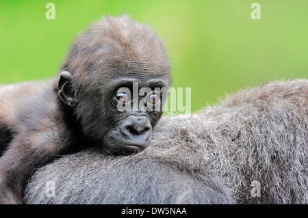 Flachlandgorilla (Gorilla Gorilla Gorilla), juvenile Stockfoto