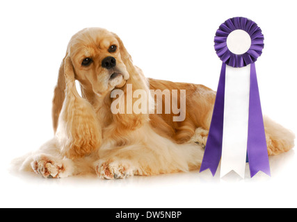 Hund Wettbewerb - amerikanischer Cockerspaniel verlegen neben lila und weißen Rosette Band Stockfoto
