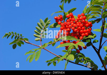 Rowan Asche oder Eberesche (Sorbus Aucuparia), Beeren, North Rhine-Westphalia, Deutschland Stockfoto