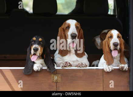 Basset Hound Dog / vier Erwachsenen in den Kofferraum des Autos Stockfoto