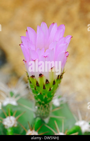 Kaktus (Acanthocalycium Spiniflorum var. Spiniflorum), Blüte Stockfoto