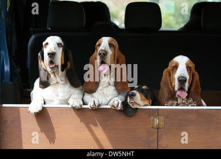 Basset Hound Dog / vier Erwachsenen in den Kofferraum des Autos Stockfoto