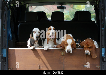 Basset Hound Dog / vier Erwachsenen in den Kofferraum des Autos Stockfoto