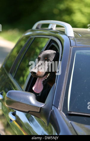 Hund Beauceron / Berger de Beauce / Erwachsene Blick aus dem Autofenster Stockfoto