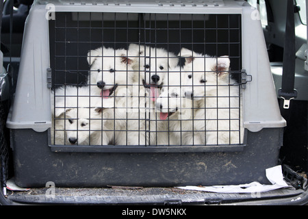 Weißer Schweizer Schäferhund / Berger Blanc Suisse / fünf Welpen in einem Käfig in den Kofferraum des Autos Reisen Stockfoto