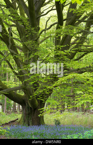 Glockenblumen wachsen unter einem alten beschnitten Buche in Savernake Forest, Marlborough, Wiltshire, England. Stockfoto