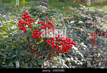 Strauch mit roten Beeren closeup Stockfoto