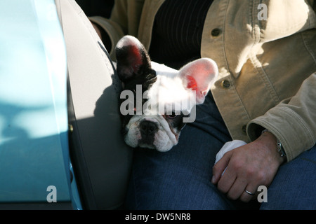 Französische Bulldogge Hund / Bouledogue Français / Erwachsener Hund sitzt auf dem Rücksitz eines Autos mit seinem Meister Stockfoto
