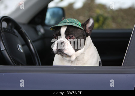 Französische Bulldogge Hund / Bouledogue Français / Erwachsene Blick aus dem Autofenster Stockfoto