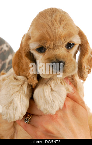 Hände halten Welpen - american Cocker Spaniel Welpen 7 Wochen alt Stockfoto