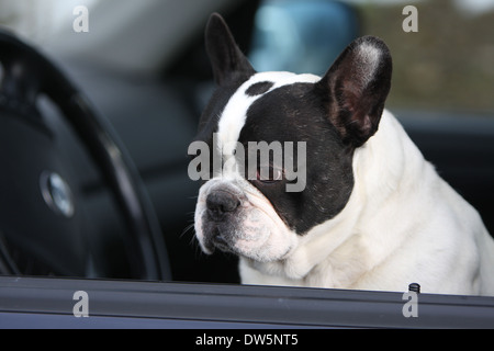 Französische Bulldogge Hund / Bouledogue Français / Erwachsene Blick aus dem Autofenster Stockfoto