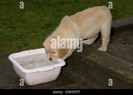 Abbie, Yorkbeach goldenen Seestern, 8 Wochen alten golden Retriever Welpe trinkt Regenwasser aus rosa Schale im Garten des Züchters Stockfoto