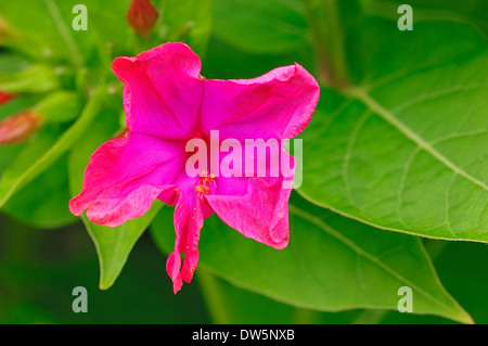 04:00 Pflanze oder Marvel von Peru (Mirabilis Jalapa) Stockfoto