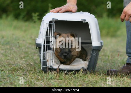 Cairn-Terrier Hund / Welpe in einem Käfig reisen Stockfoto