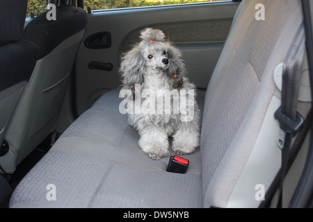 Pudel Hund / Pudel / Caniche / Erwachsener Hund sitzt auf dem Rücksitz eines Autos Stockfoto